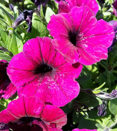 Petunia Shock Wave® Deep Purple